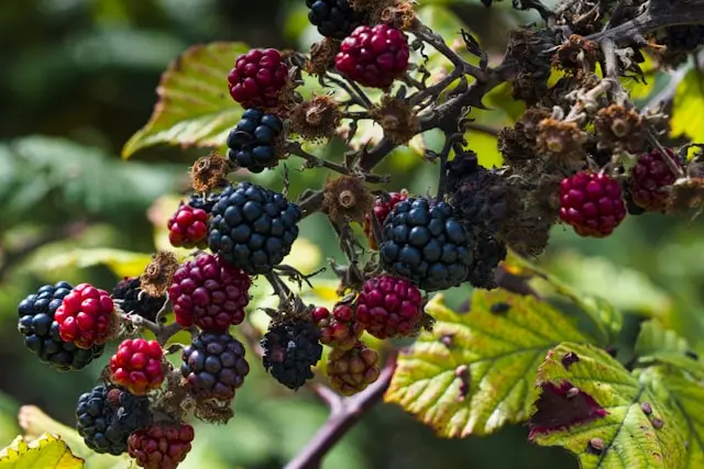 A cluster of ripe blackberries on a thorny bush