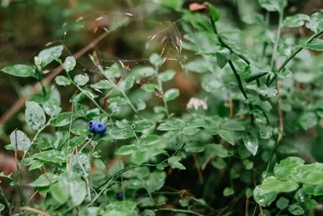 Close-up of wild blueberries on a bush