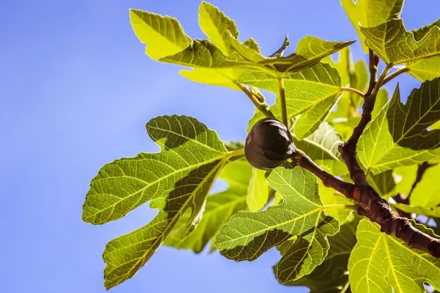 A ripe fig on a tree branch