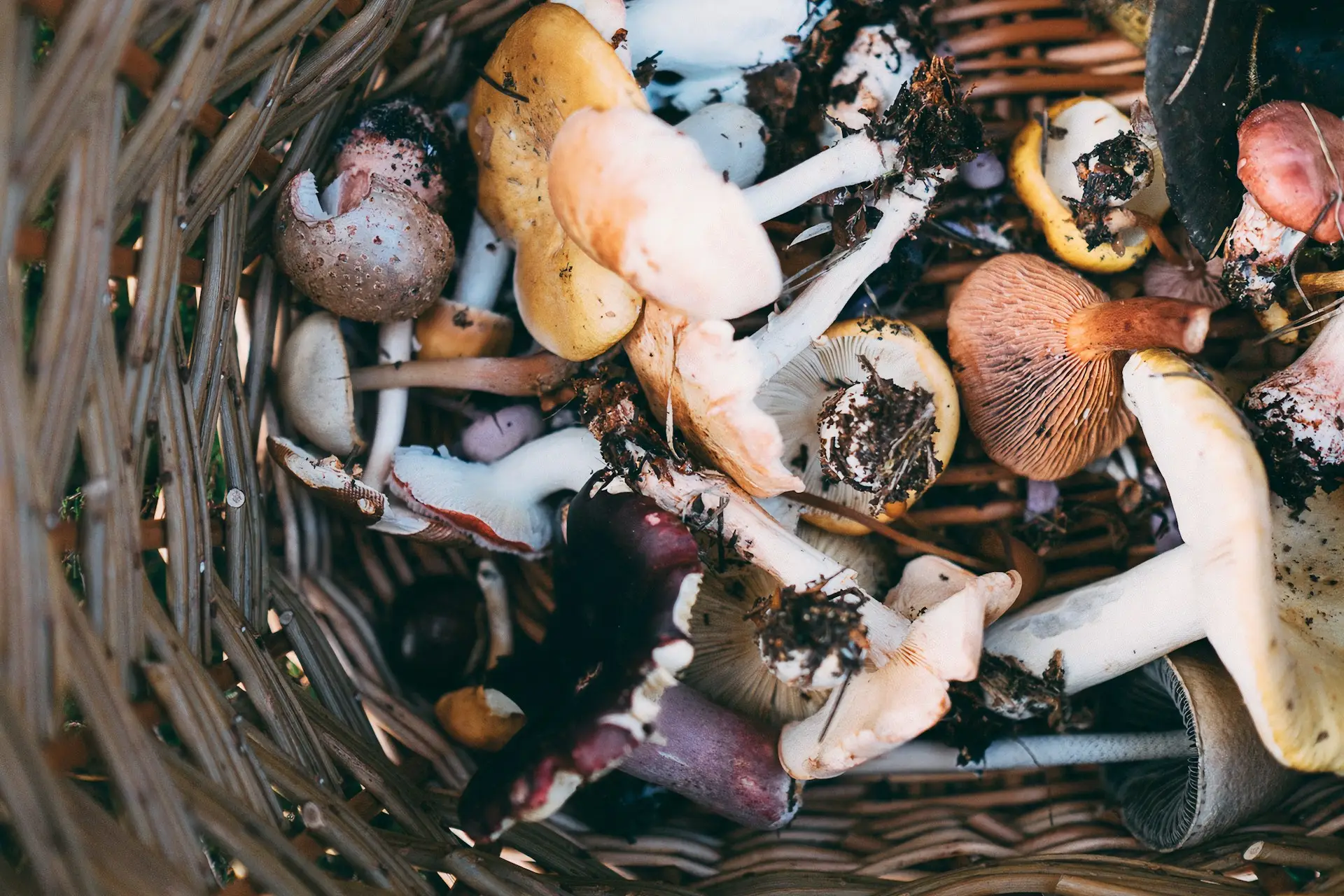 Foraging in Montenegro guide