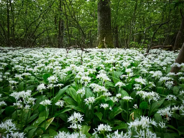A patch of broad-leafed wild garlic in a forest
