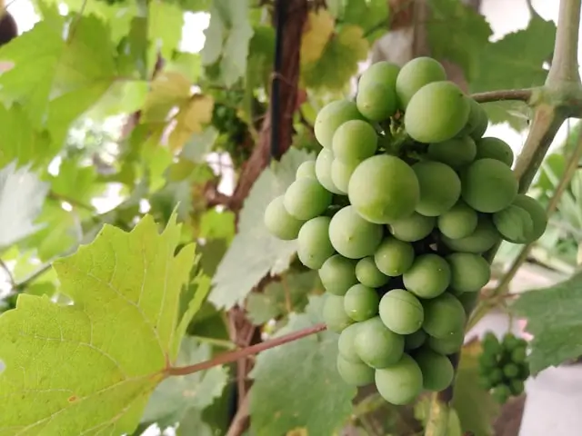 A cluster of wild grapes on a vine