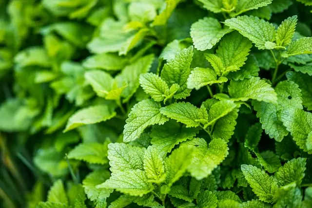 A vibrant green lemon balm plant