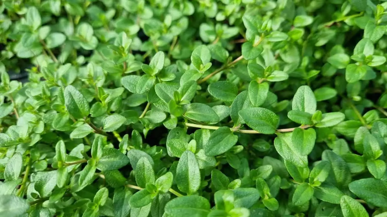 Wild mint growing by a stream