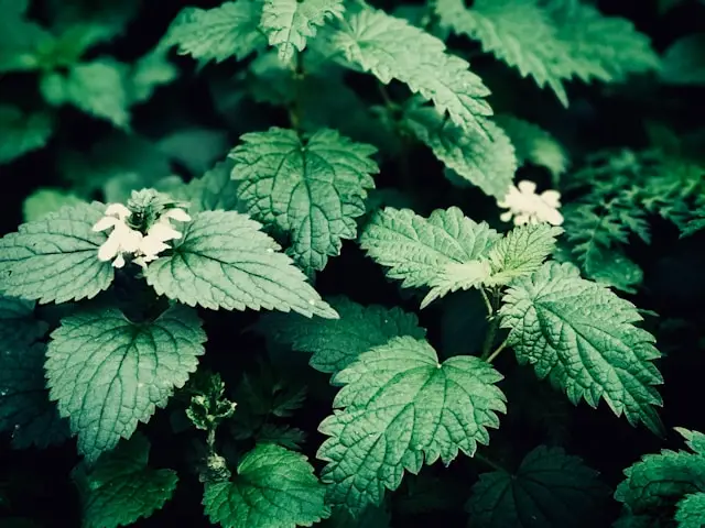 A close-up of young nettle tops