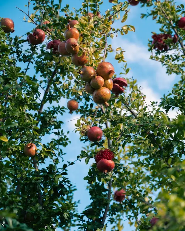 A ripe pomegranate on a tree branch