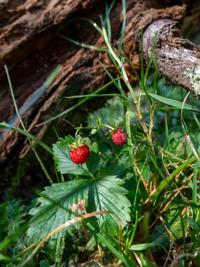 A hand holding a tiny, vibrant red wild strawberry