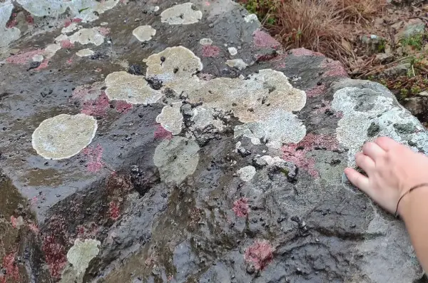 Three different species of crustose lichens growing on a rock surface in Montenegro