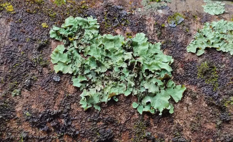 Leaf-like foliose lichen growing on a tree trunk in Montenegro's forests