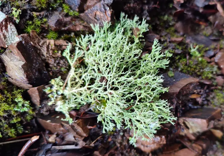 Reindeer moss (Cladonia rangiferina), a three-dimensional fruticose lichen found in Montenegro