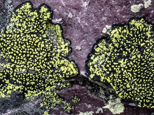 Lichens in Montenegro