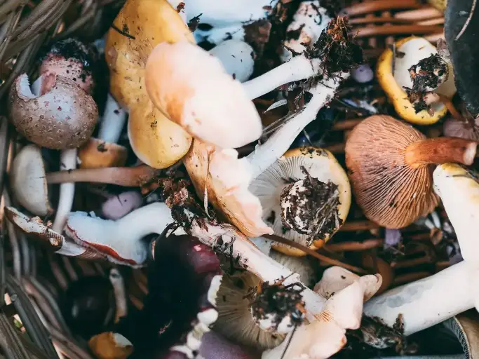 Foraging in Montenegro guide